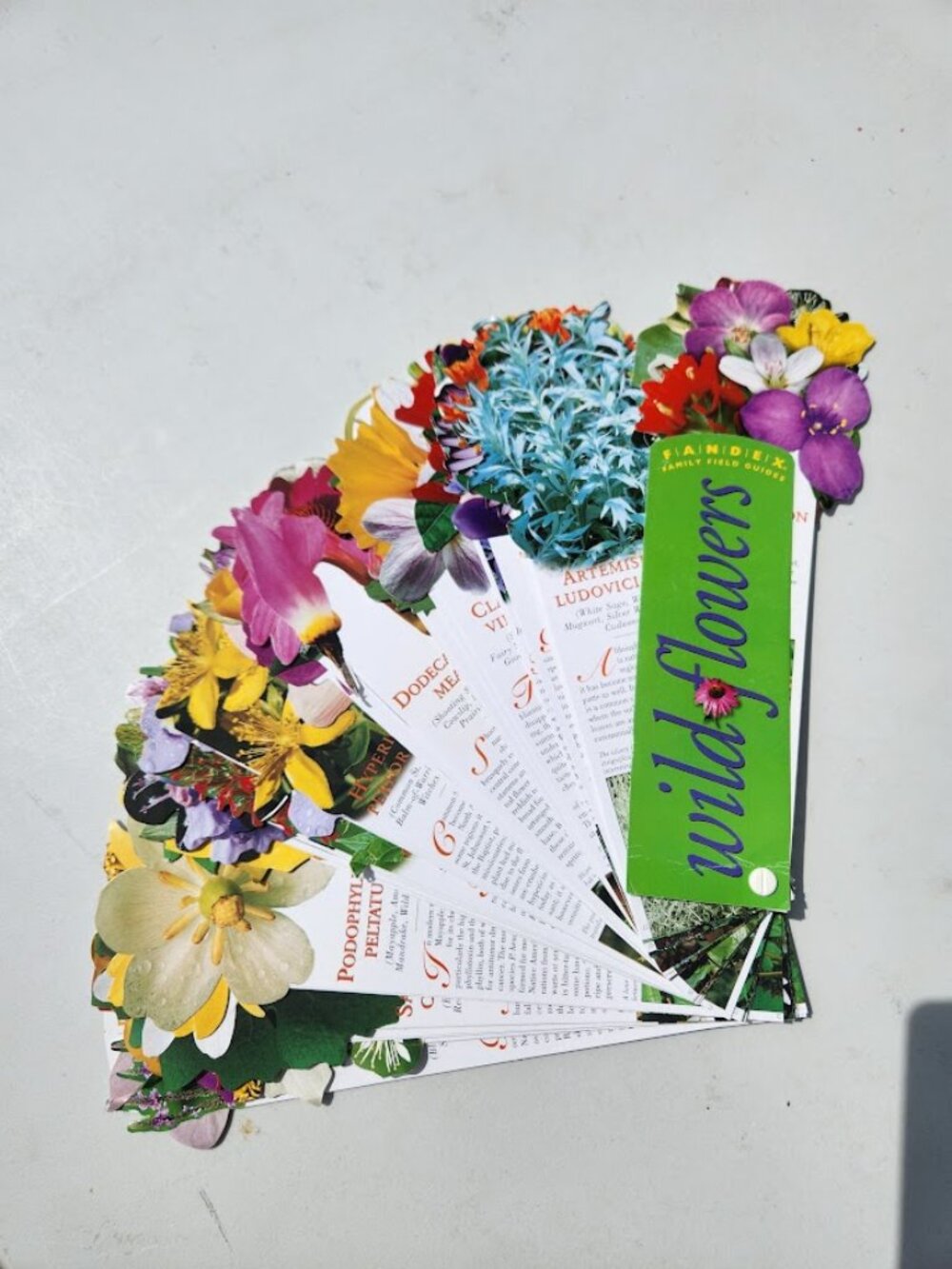 Fandex Family Field Guides Wildflowers Flowers Field Guide North America Include